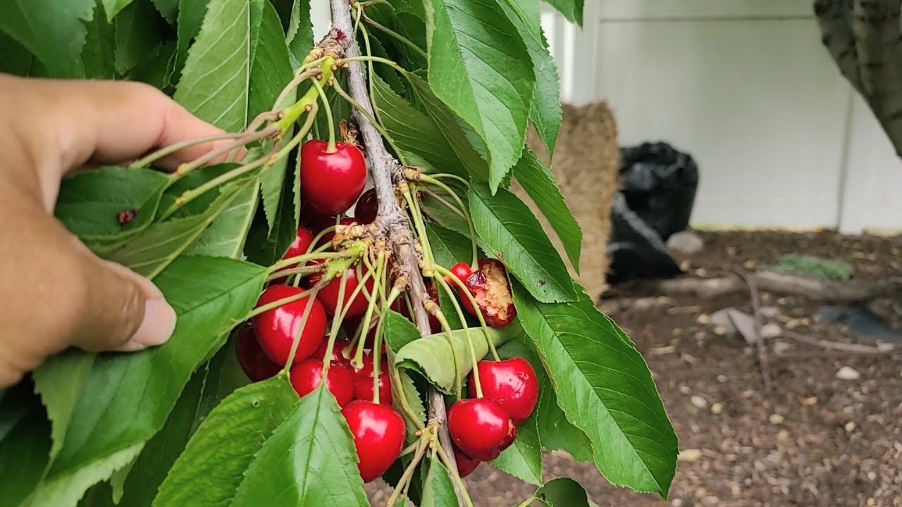 How to Harvest and Preserve Cherries