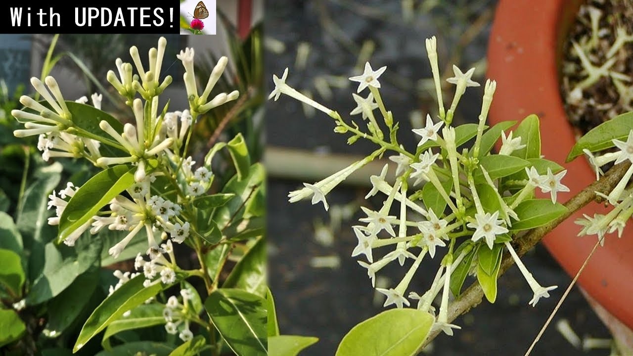 RIGHT WAY To Grow & Care For Night-Blooming JASMINE Plant