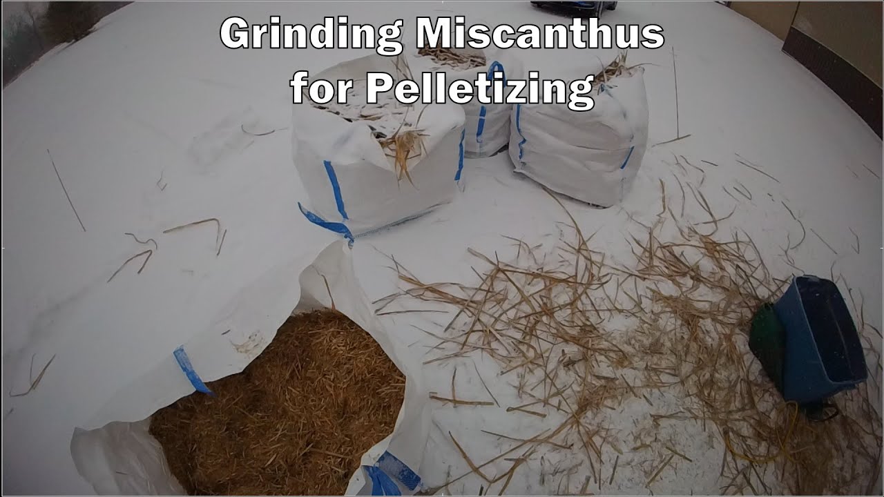 Grinding our harvest for pelletizing