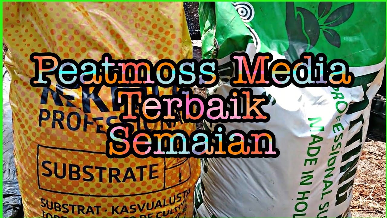 Peatmoss Media Terbaik Semaian #peat moss
