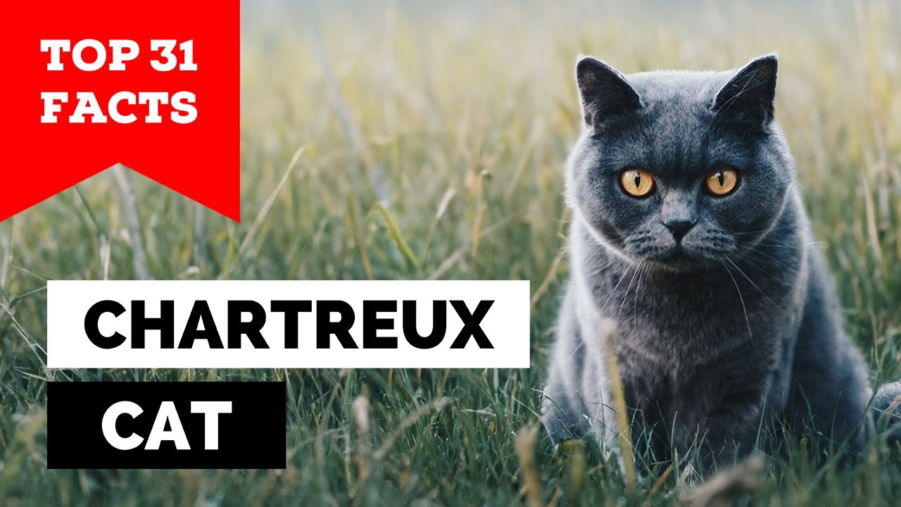 99% of Chartreux Cat Owners Don't Know This