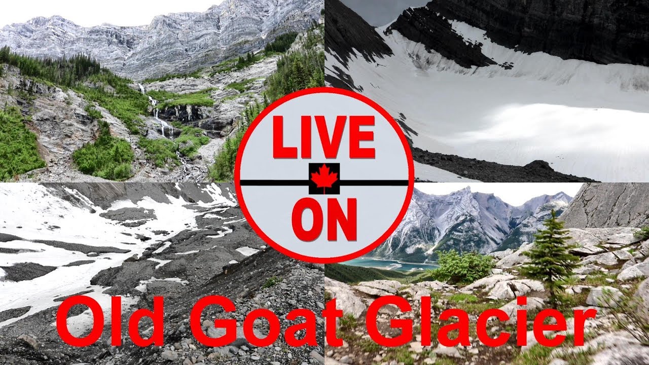SEE IT WHILE YOU STILL CAN: Old Goat Glacier Hike #canadianrockies