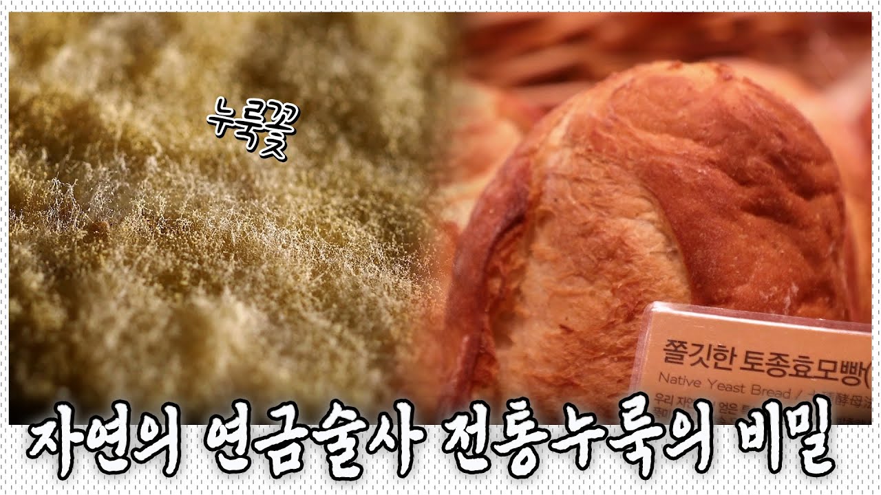한국에만 막걸리가 있는 이유? 전통누룩의 비밀과 토종효모의 새로운 빵맛｜KBS 20190913