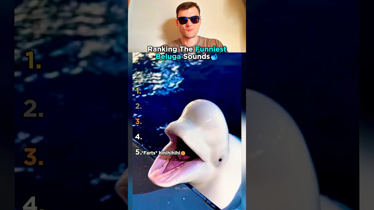 Top 5 Beluga Whale Sounds That Made Us Laugh!