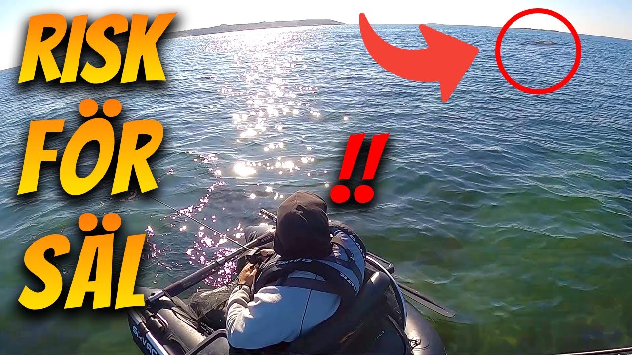 Fiskar Havsöring & Nära Träffar med Sälar! | Fiskelycka