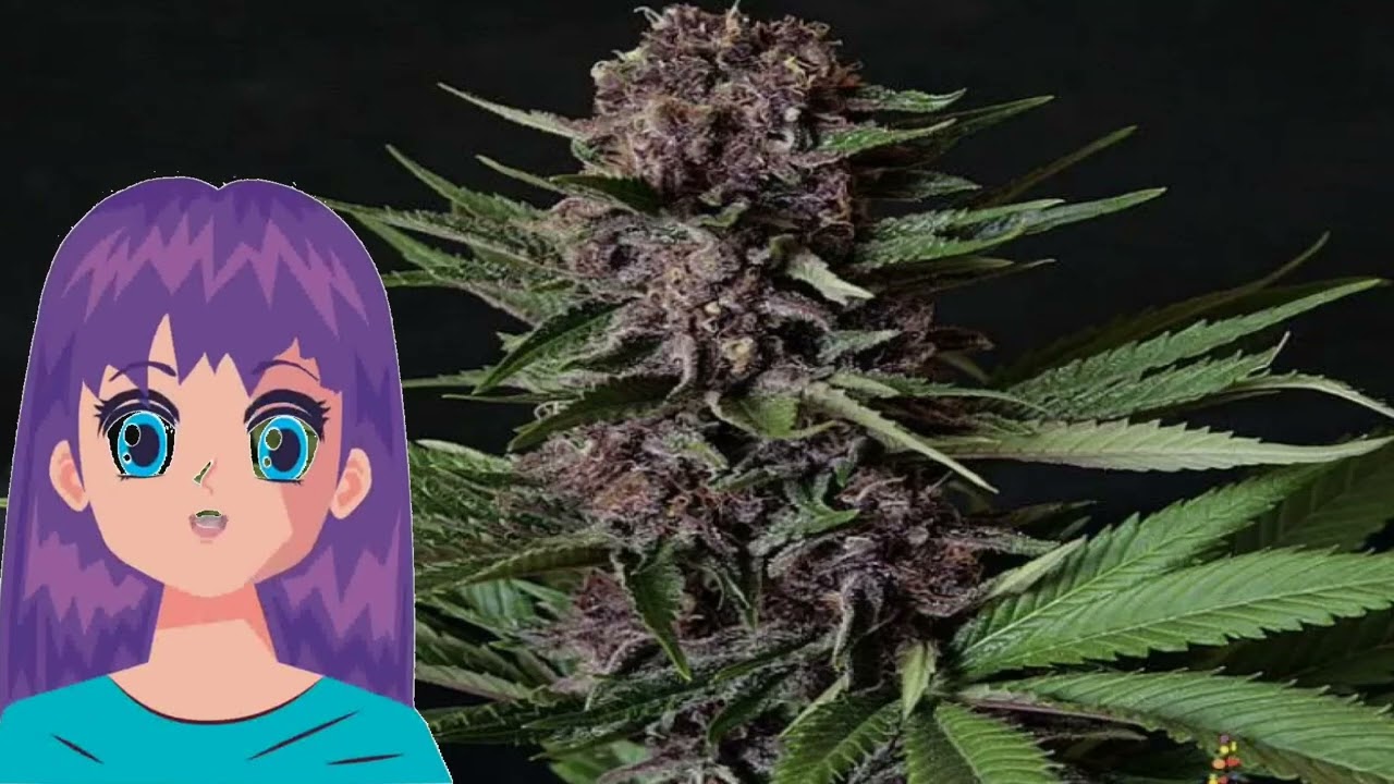 Purple Mazel Tov &ndash; Flavour Chasers