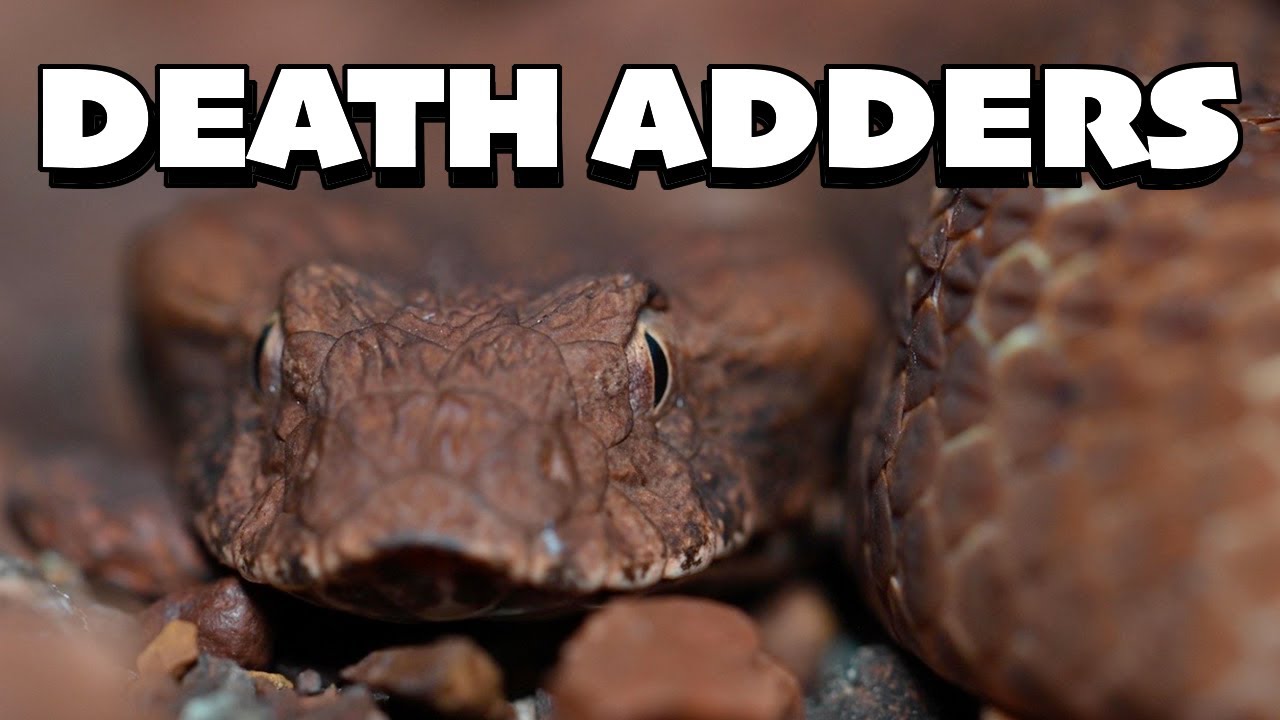 Reptiles of the Pilbara Part 2 - Death Adders Insanely Fast Strike and the Worlds Smallest Python