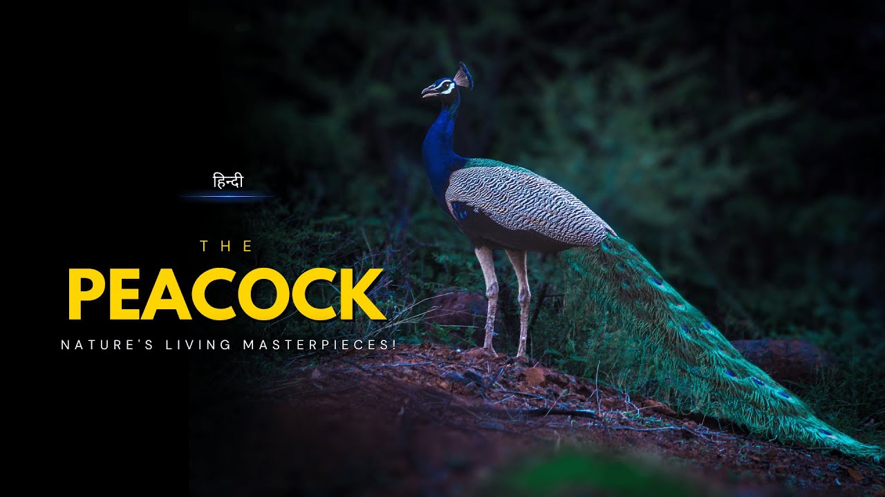 The Peacock - Nature's Living Masterpieces! – [Hindi] – Infinity Stream