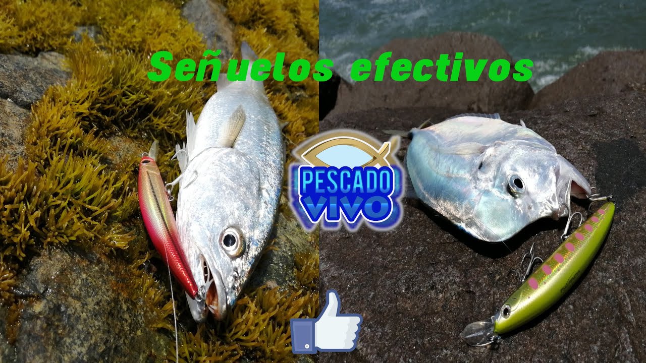 JORNADA de SPINNING en la COSTA VERDE - SEÑUELOS EFECTIVOS #Elespigóndesiempre