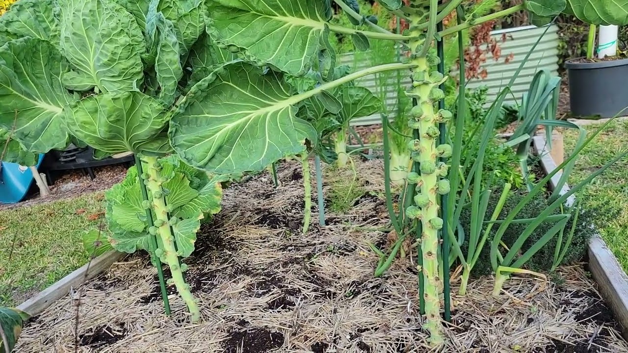 BRUSSEL SPROUTS Somewhat North of Tampa
