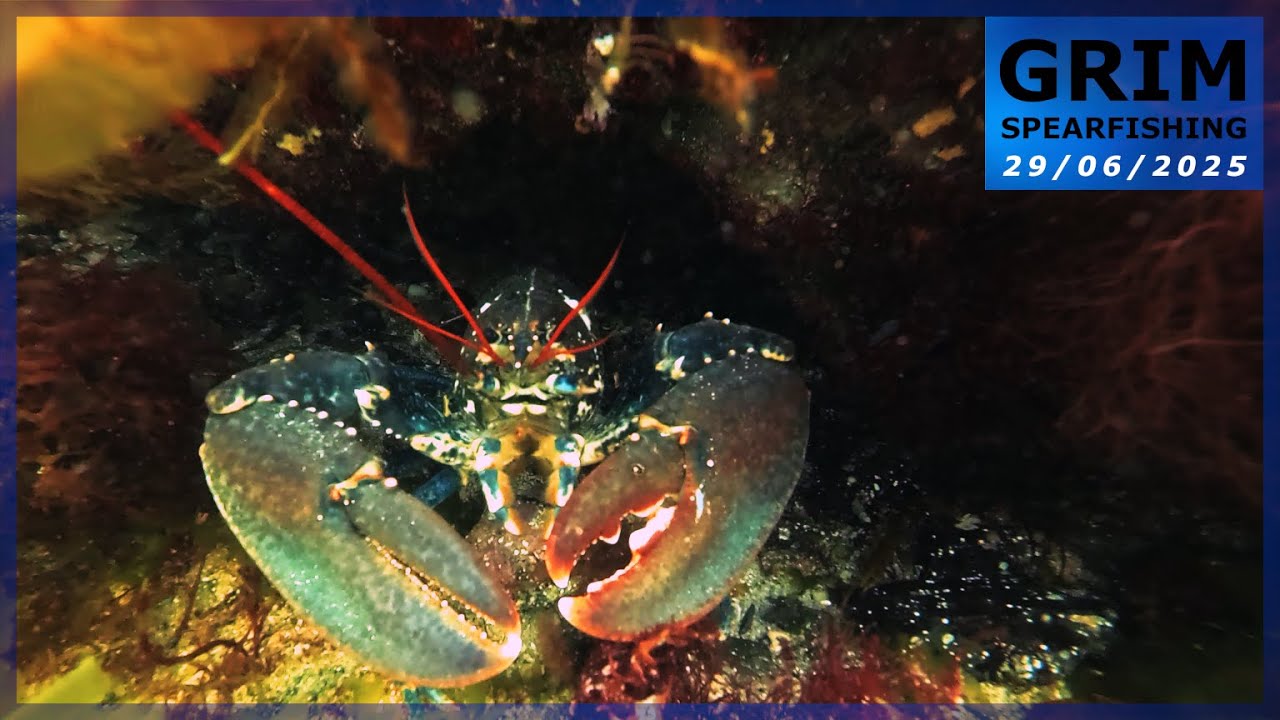 Chasse sous-marine (C&ocirc;tes d'Armor 22) - Un doubl&eacute; un peu particulier...