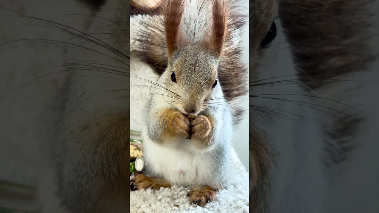 Curly-Eared Guy. Парень с кудрявыми ушами.