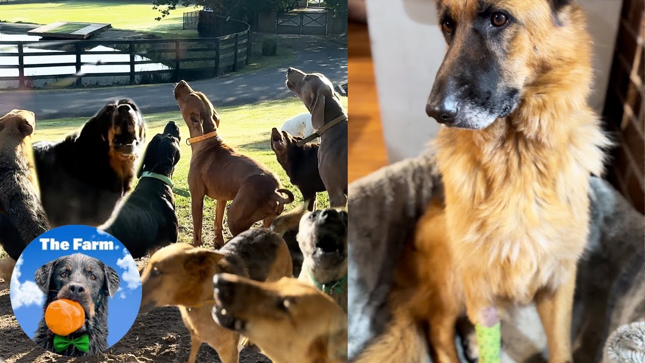 Reaction of Siblings to German Shepherd Going to Vet | The Farm for Dogs