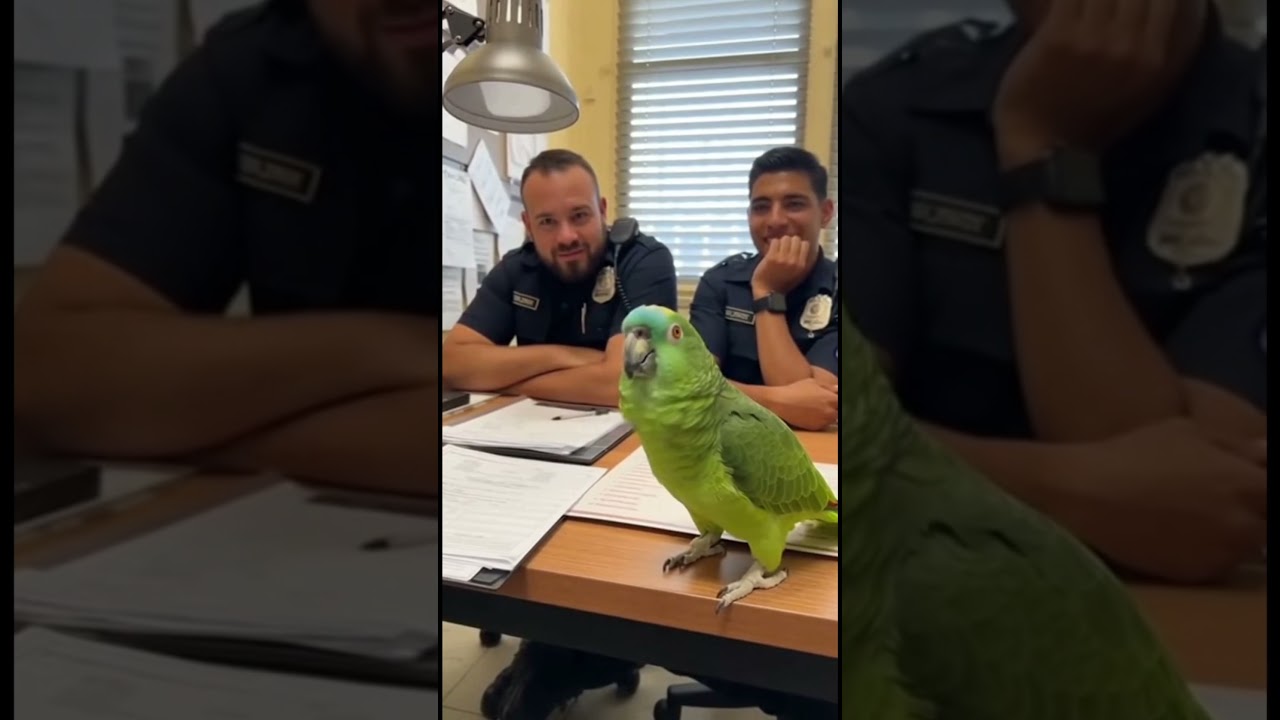 El loro abogado en la comisaría 🤣🦜