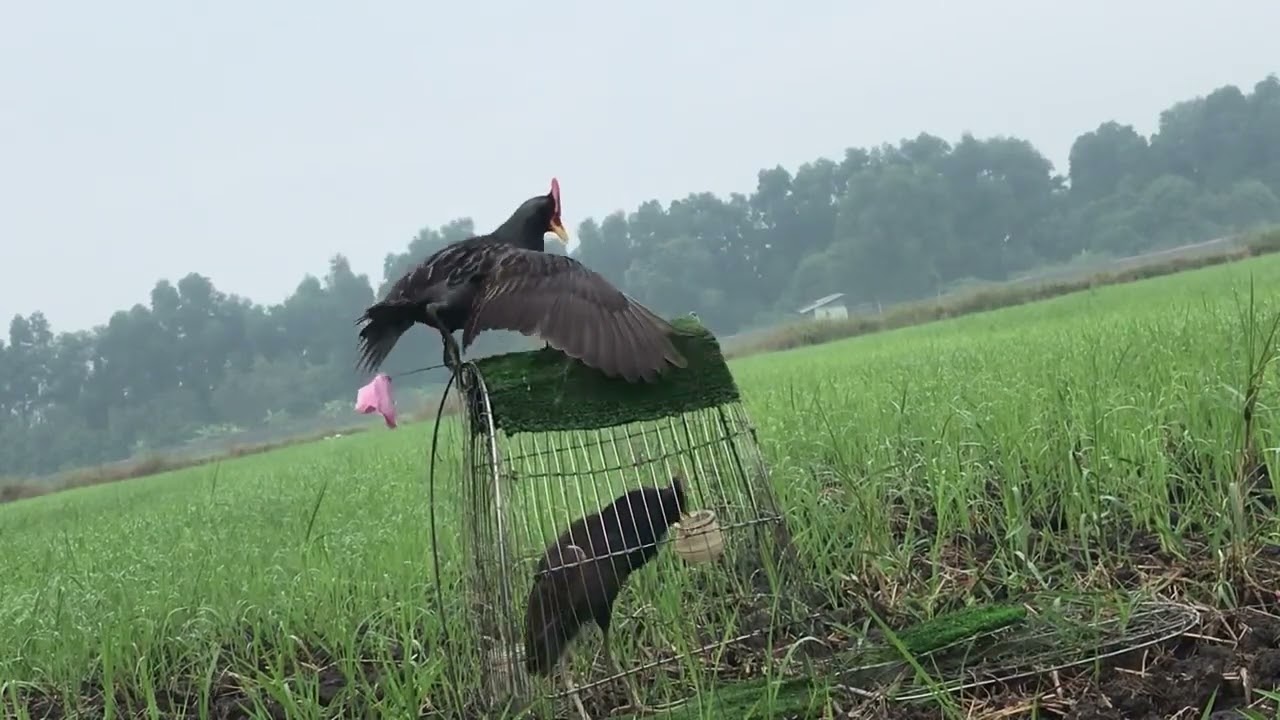 Bẫy chim cúm núm, bẫy gà nước
