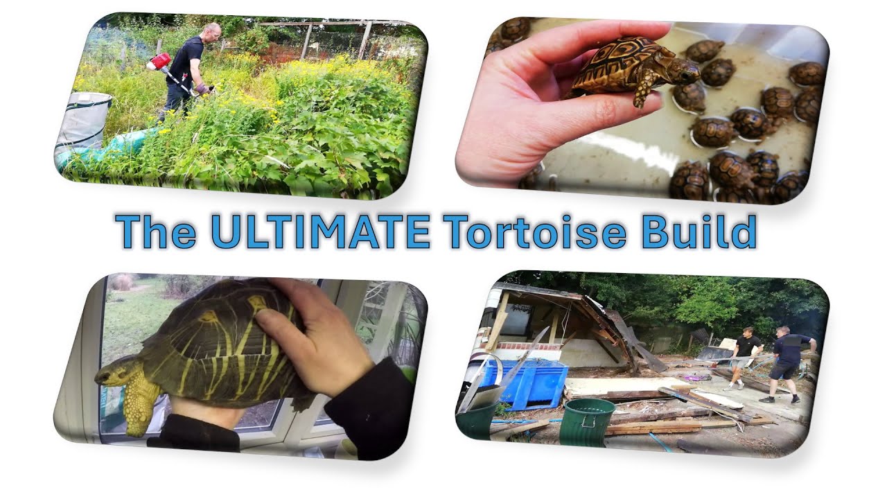 Building the ULTIMATE Tortoise Sanctuary - Part 01 | happytortoises