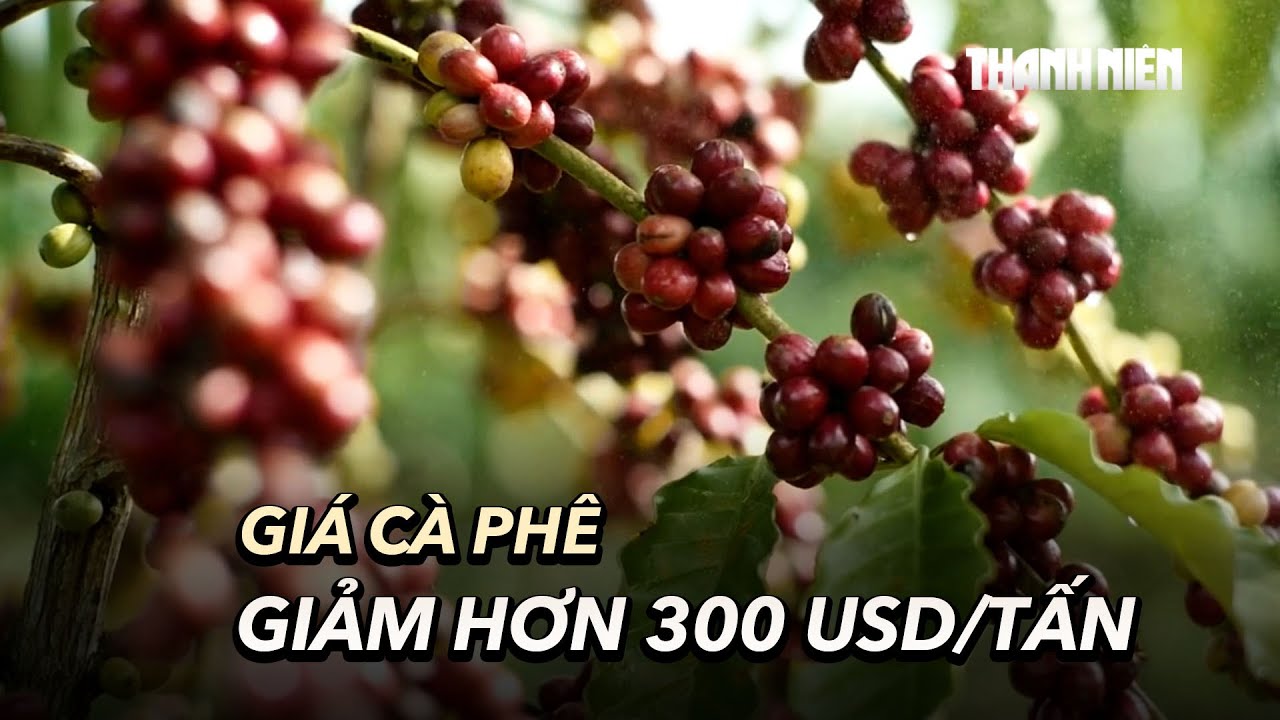 Giá cà phê giảm kỷ lục