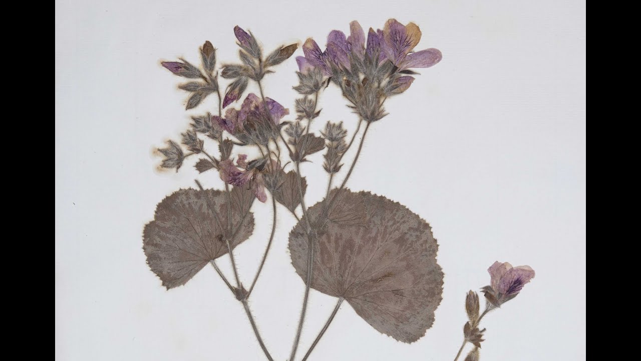 Botany in 18th Century Cambridge: A first look inside the Martyn collection (with Q&A)