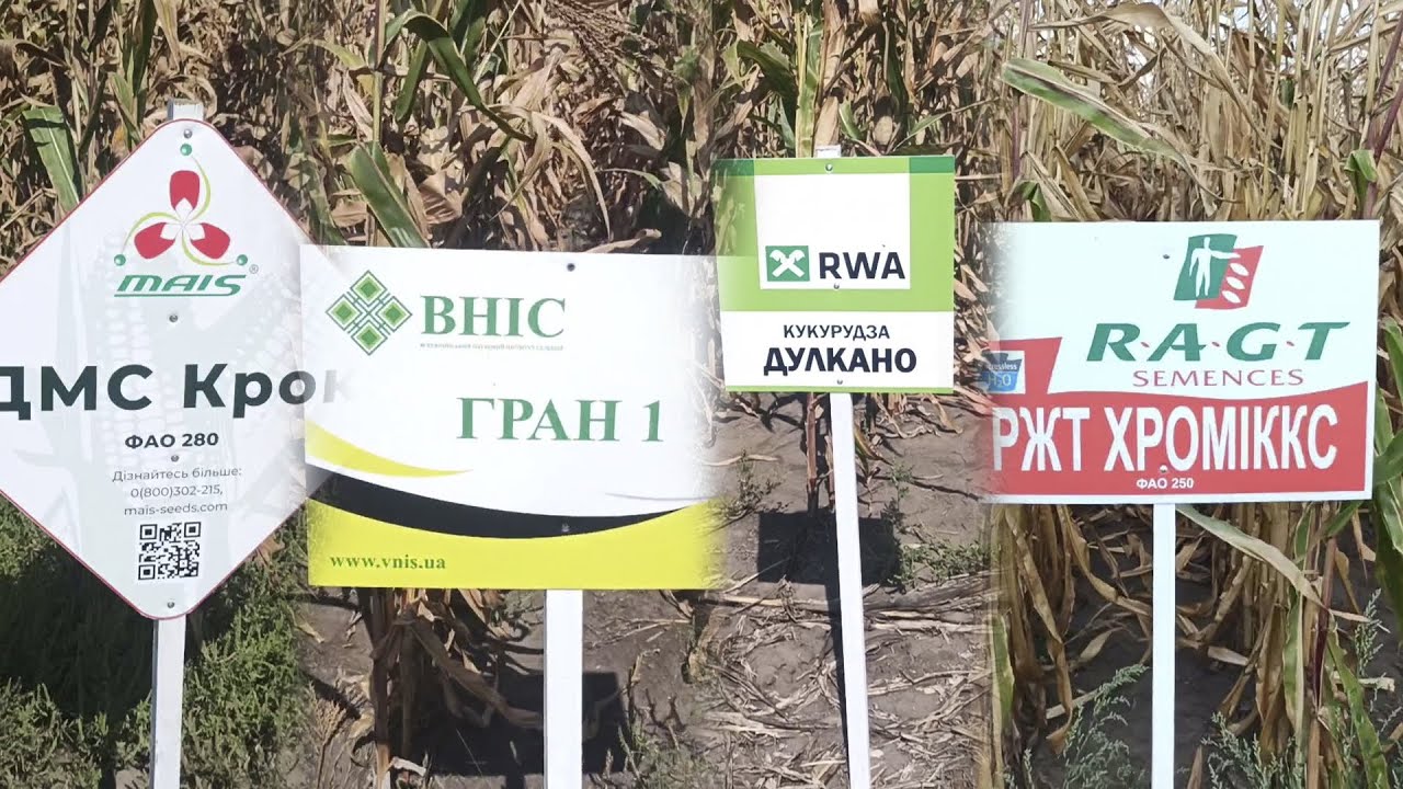 Демо ділянки кукурудзи: MAIS, ВНІС, RWA, RAGT(РЖТ)