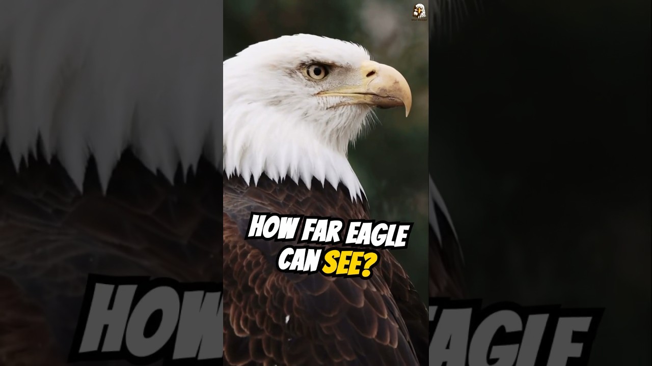 How Far Can an Eagle See? #wildanimals #wildlife #eagle #eaglevision