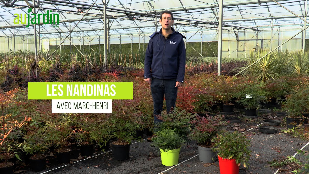Les NANDINAS, des ARBUSTES GRAPHIQUES FACILES de CULTURE APPELÉS aussi BAMBOUS SACRÉS