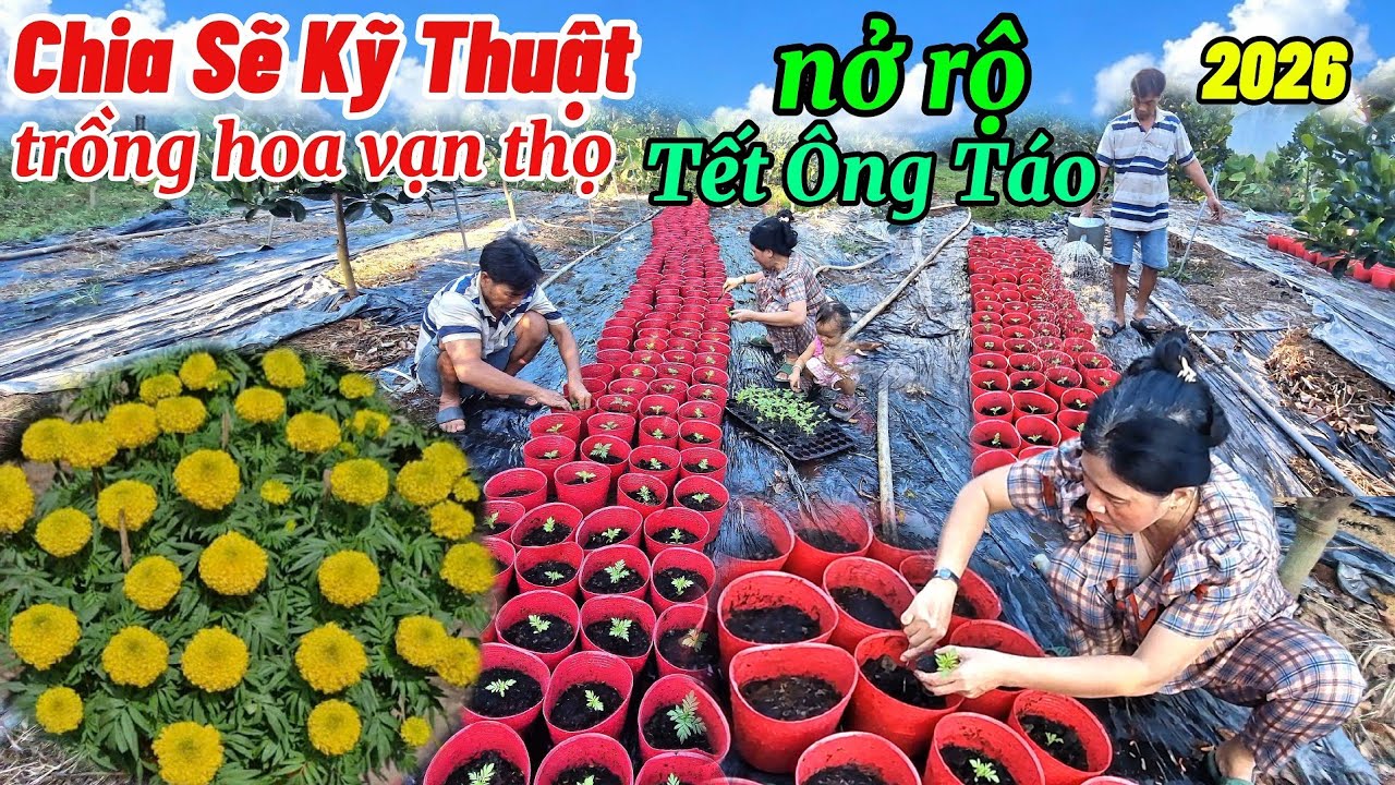 Hướng dẫn cách trồng hoa vạn thọ sao cho bông to  Nở Rộ ngây tết 2026