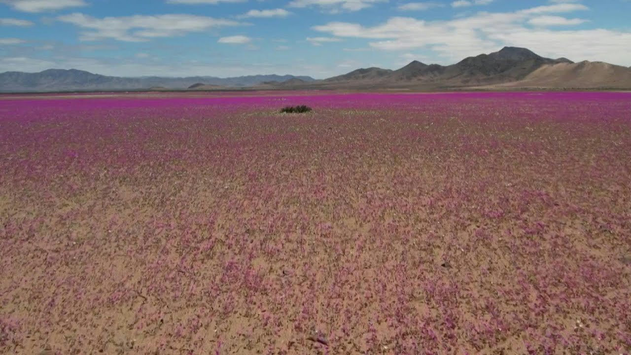 Flowers cover Chile's Atacama Desert in spring | AFP