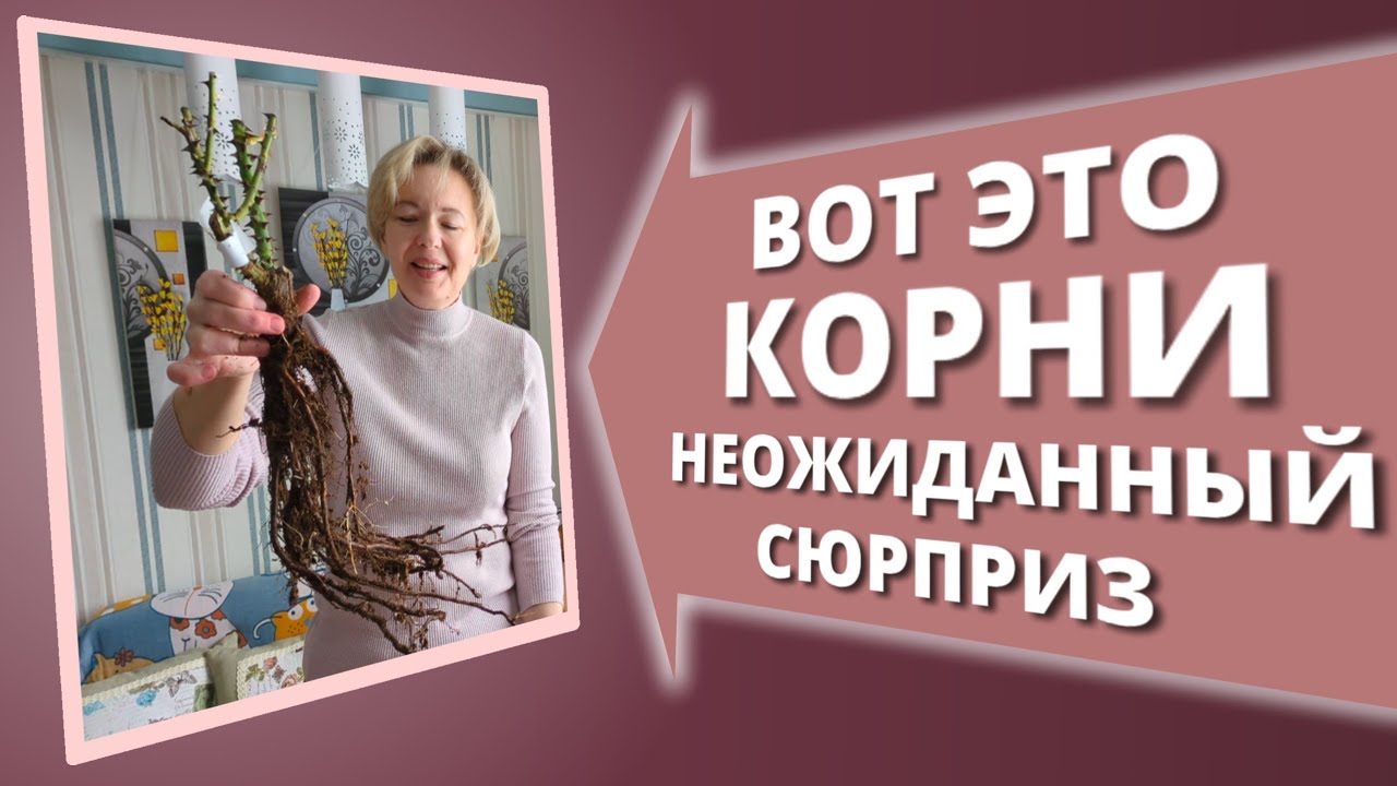 РАСПАКОВКА И ПОСАДКА РОЗ ИЗ КОРОБКИ. Они должны ЖИТЬ!❤️🌹 21 февраля 2025 г.
