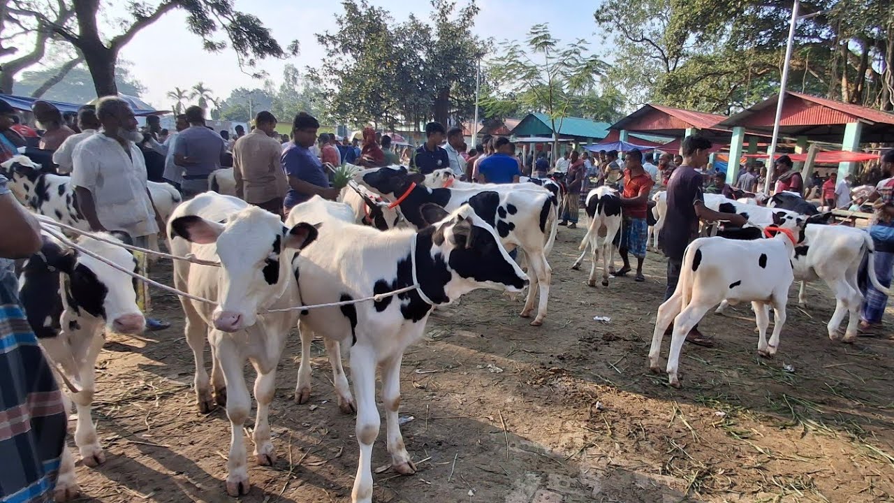 ডাকুমারা গরুর হাট থেকে ৪০/৫০ হাজার টাকায় ফ্রিজিয়ান বকনা আজকের ভিডিওতে || ২/৩/২০২৬ || gorur hat cow