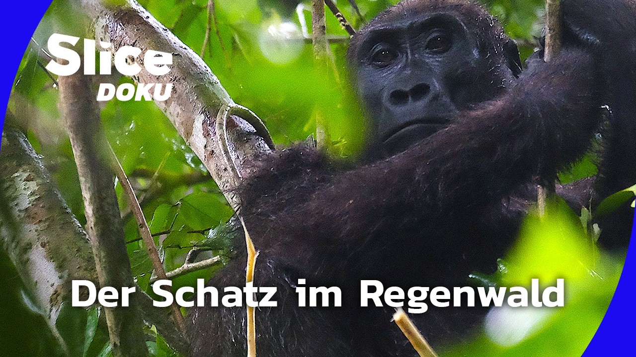 Afrikas grüne Lunge in Gefahr  | Slice Doku