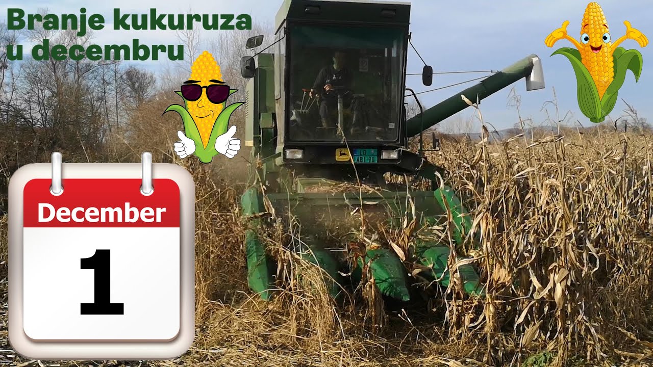 Vršaj kukuruza u decembru??? Kako i zašto? Vršaj kukuruza-prvi deo-John DEERE 955-05.12.2020. g.