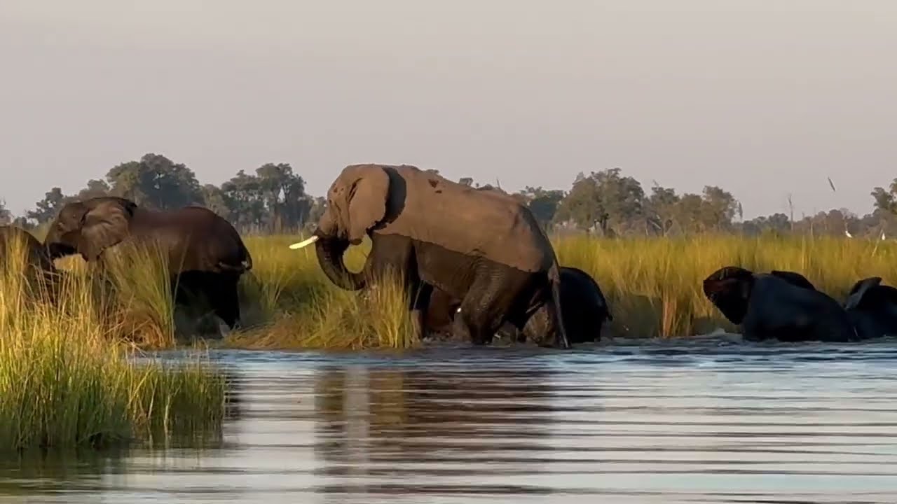 Elephants Crossing the Okavango River