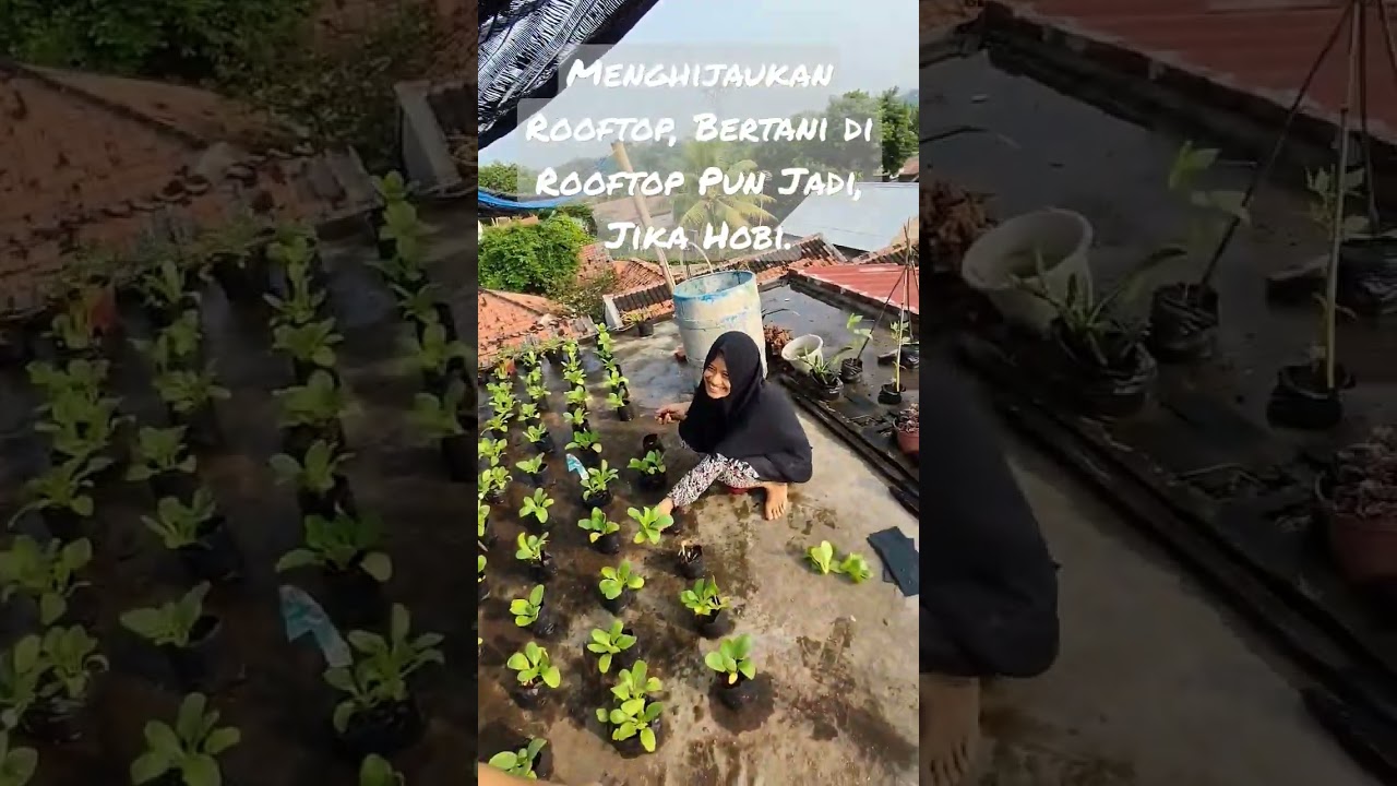 Menghijaukan Rooftop - Bertani di Rooftop Pun Jadi, Jika Hobi. #berkebundilahansempit #hobby