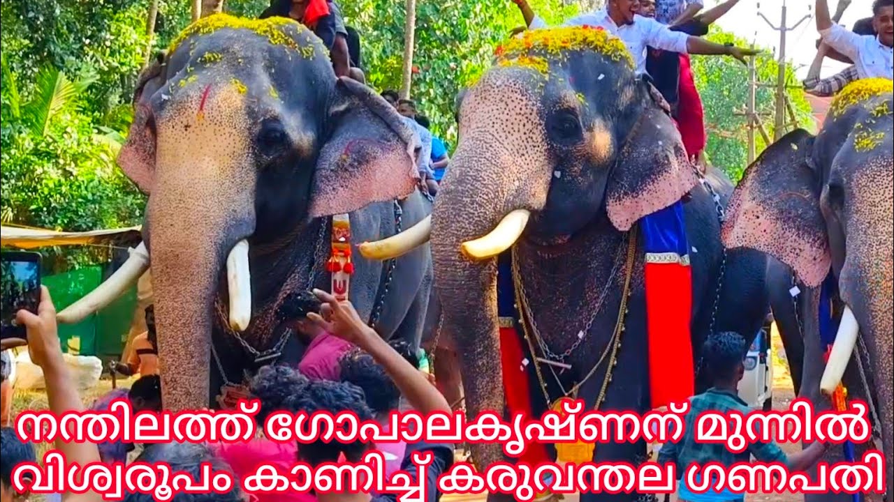 നന്തിലത്ത് ഗോപാലകൃഷ്ണന് മുന്നിൽ വിശ്വരൂപം കാണിച്ച് കരുവന്തല ഗണപതി || മങ്ങാട് പൂരം 2023 ||