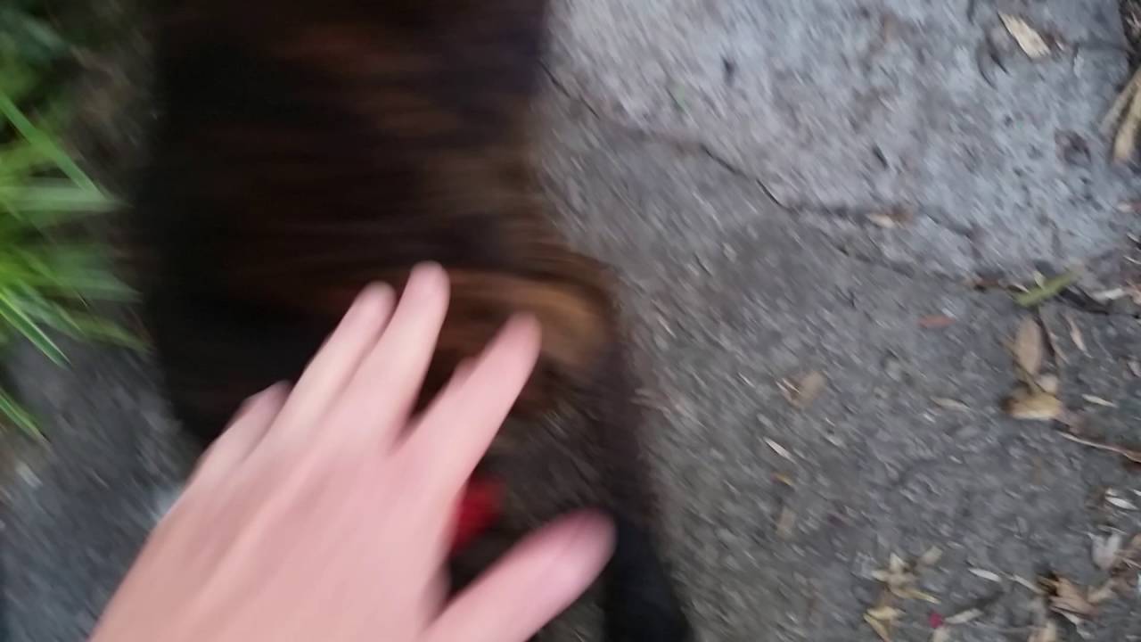 Boris Doesn't Understand How To Be Pet