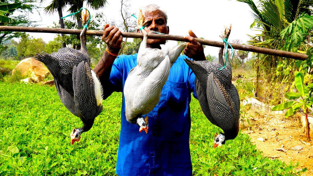 GUINEA FOWL COOKING | Guinea fowl Gravy | Village Style Cooking | food fun village