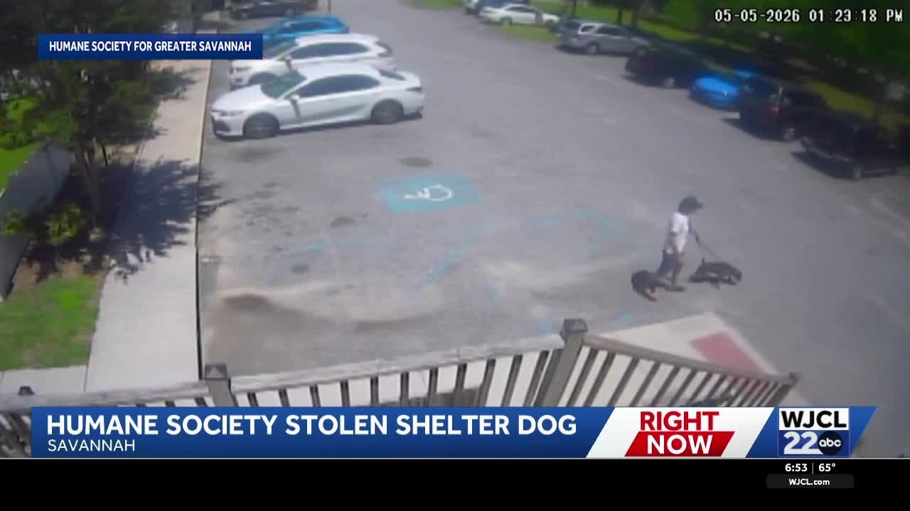 Video shows man stealing dog from Savannah animal shelter