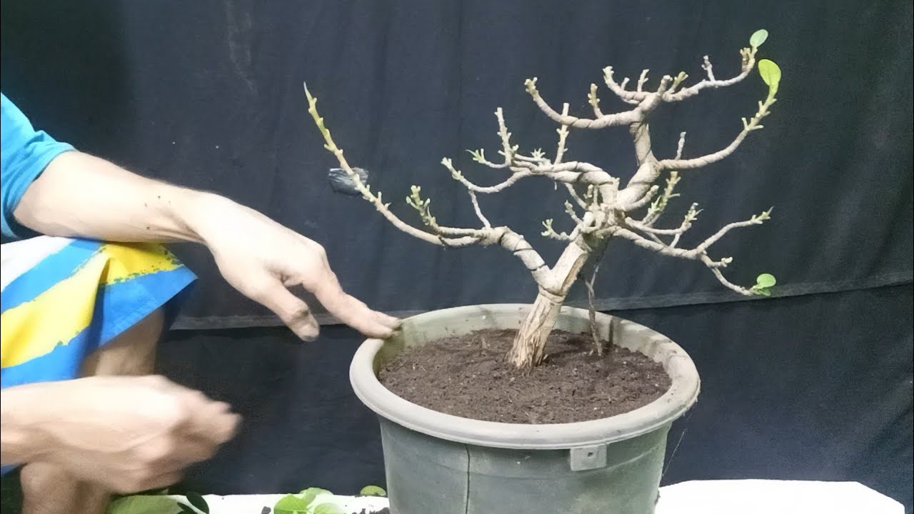 Cukup Lakukan Ini Bonsai Beringin Dolar Subur,Daun Kecil🔥
