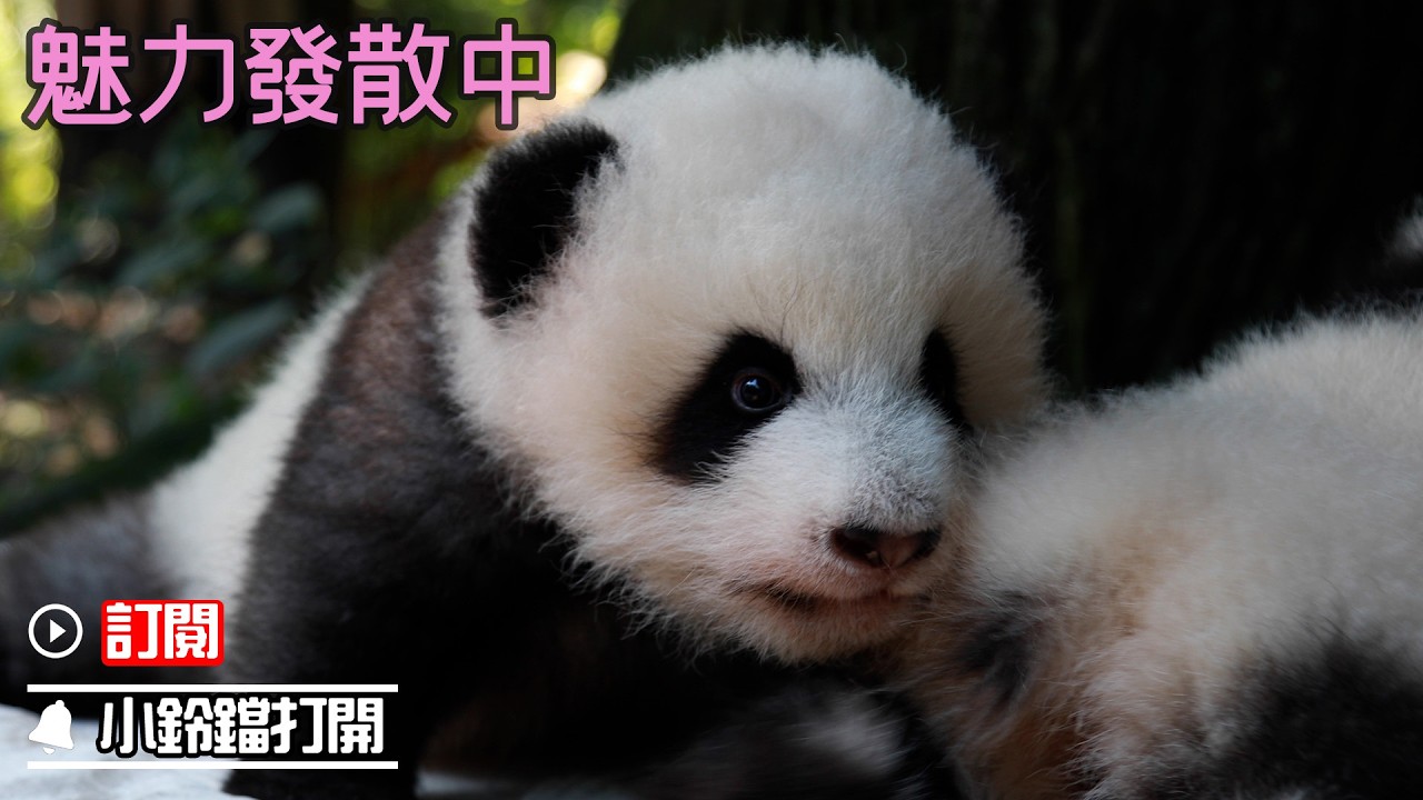 《熊貓早晚安》前方高萌預警！偷心熊正在靠近中 | iPanda熊貓頻道