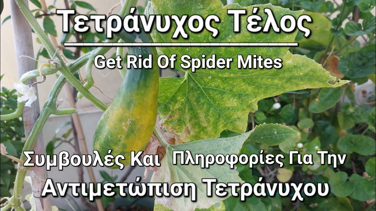 ΤΕΤΡΑΝΥΧΟΣ ΤΕΛΟΣ : Συμβουλές Και Πληροφορίες Για Την Αντιμετώπιση Τετράνυχου #τετράνυχος #κηπευτικά