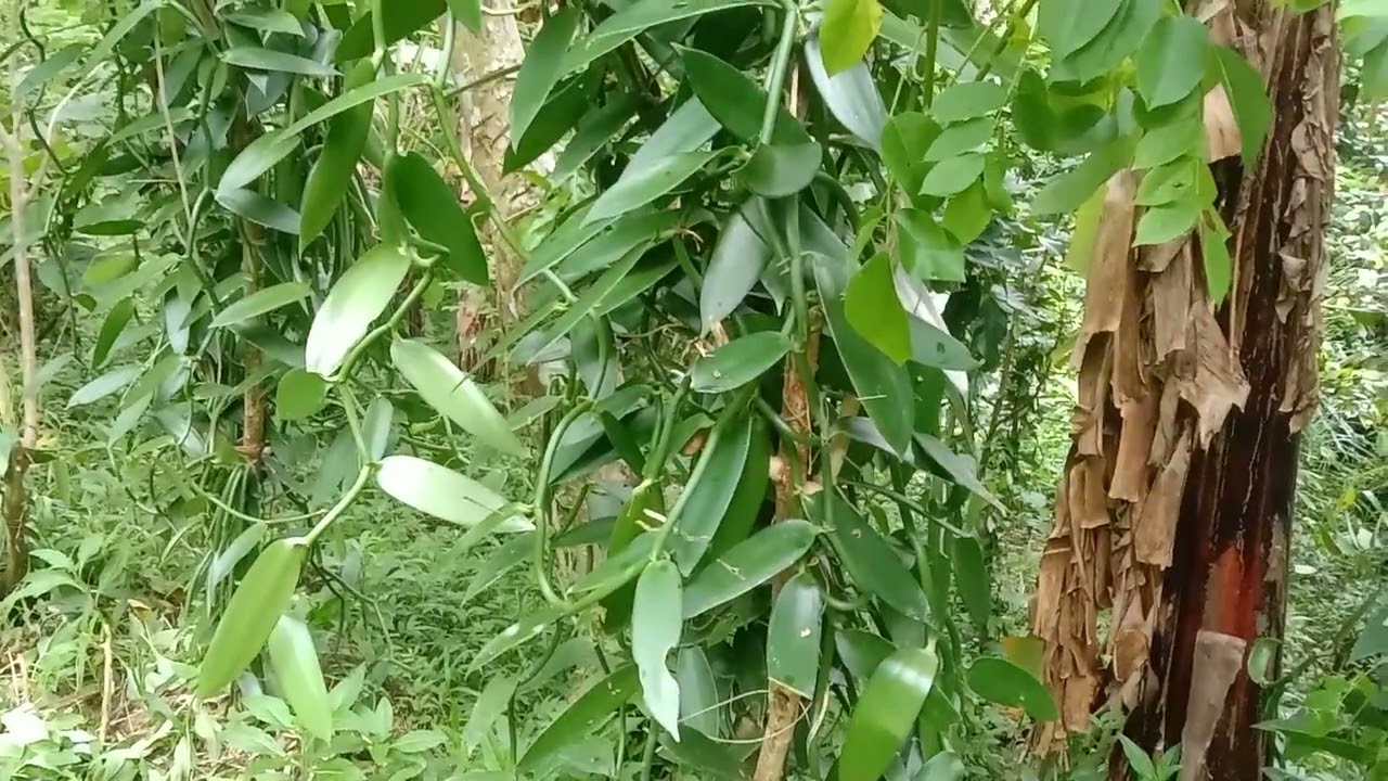 cara perawatan / pangkas sulur, menambah cabang sulur vanili bagian atas supaya rimbun @Otodidak688