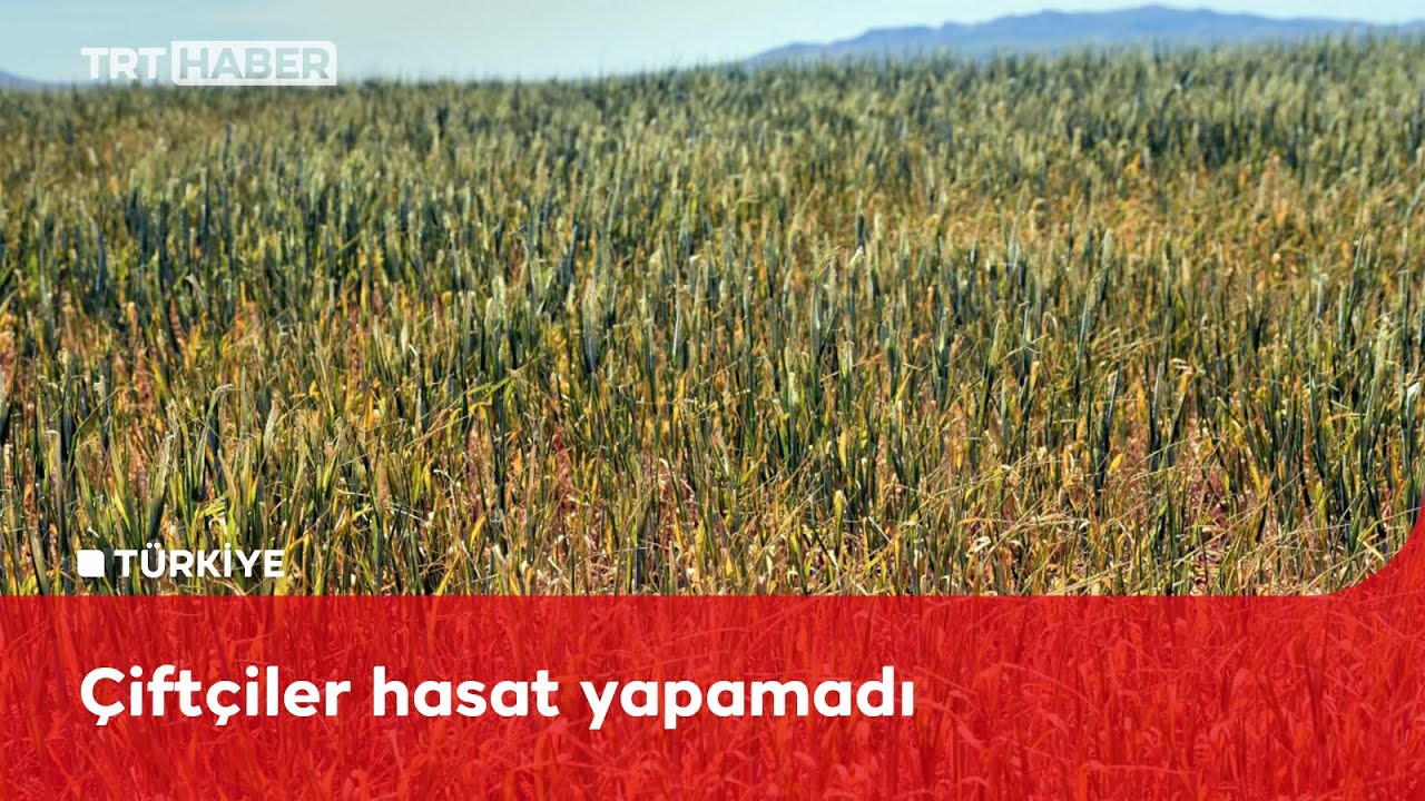 Konya Ovası'nı ve Şanlıurfa'yı kuraklık vurdu