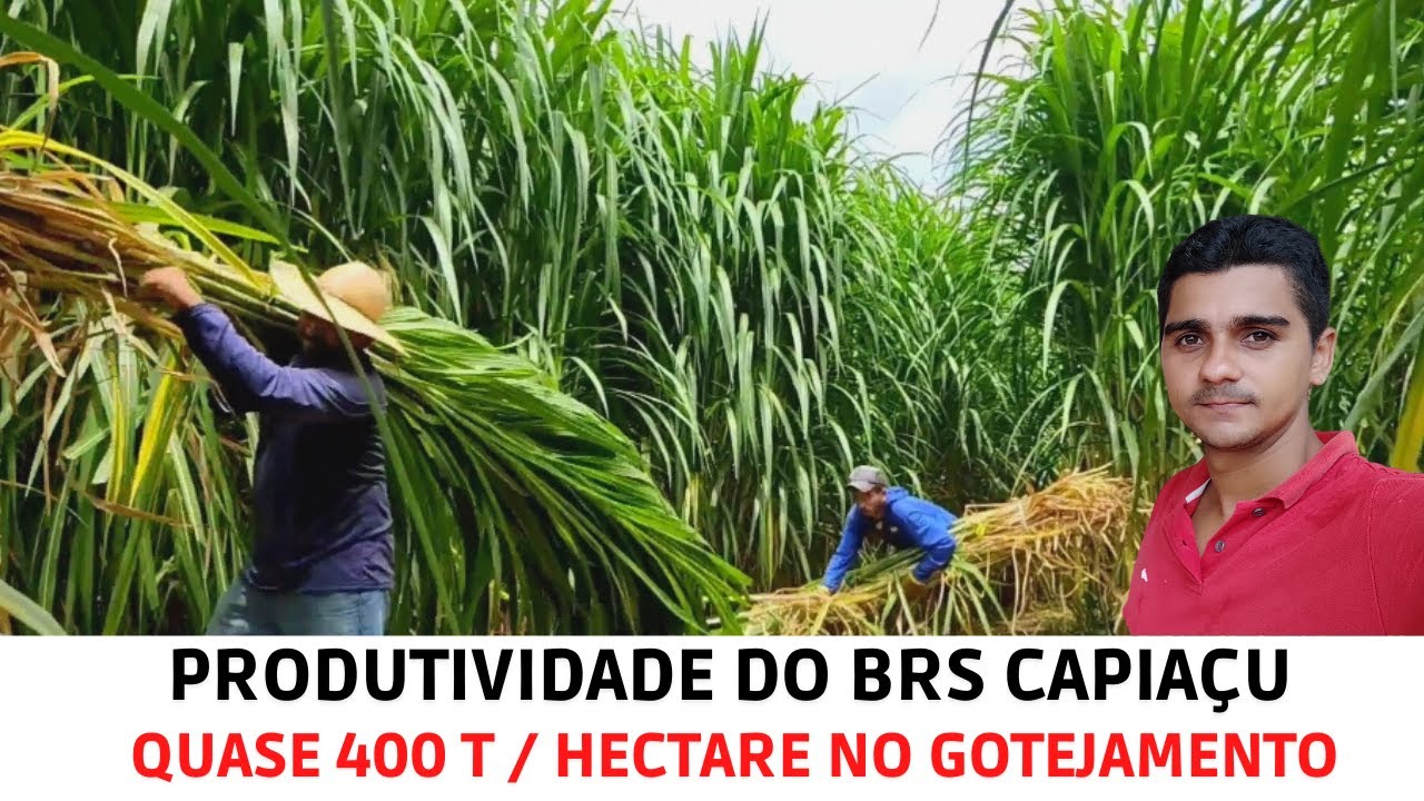 Pesagem da Rebrota do BRS Capiaçu com 93 dias/Matéria Fresca/Matéria Seca