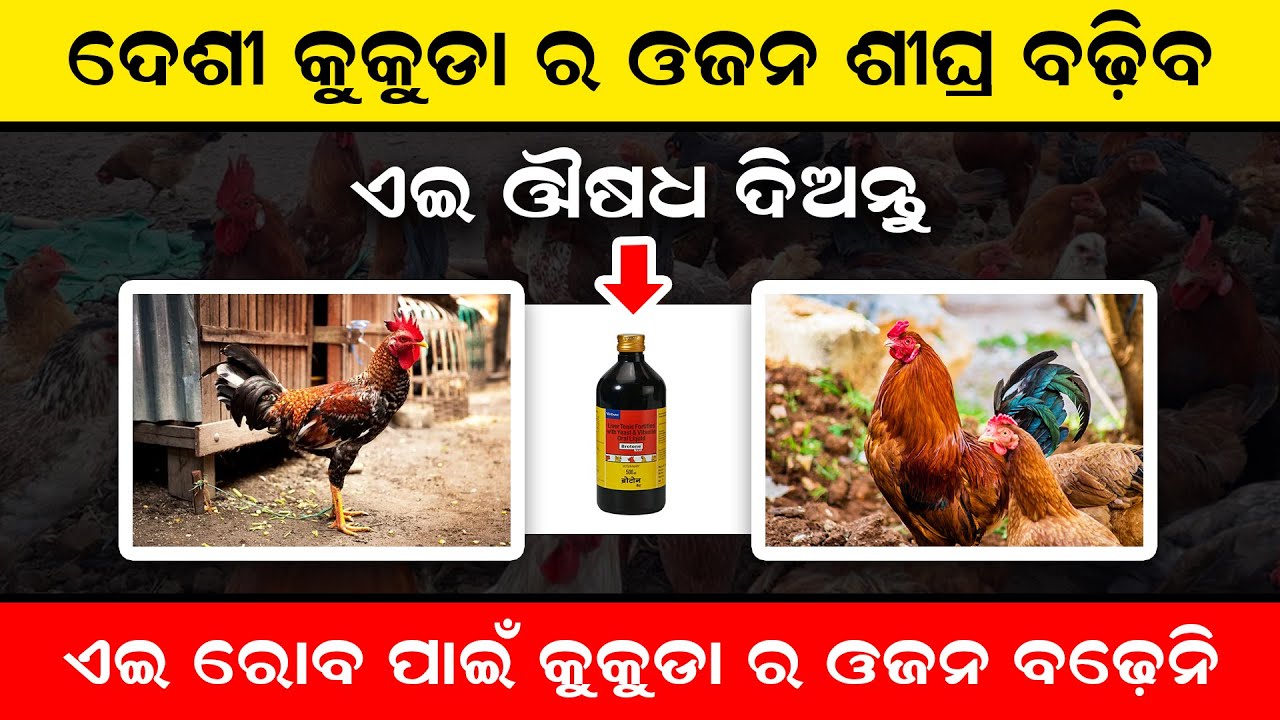 Desi kukuda farm in Odisha | କୁକୁଡ଼ା ର କୃମି ଔଷଧ | desi kukuda medicine odia | my desi farm odisha