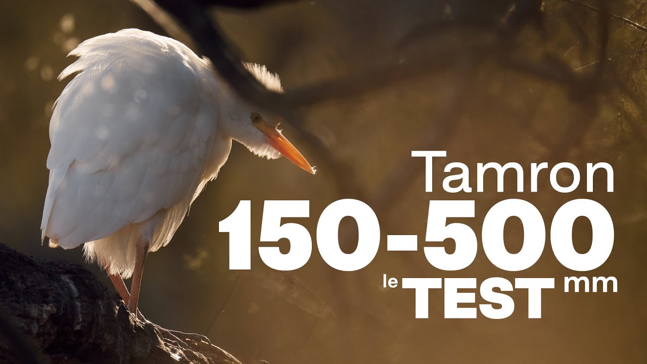 Tamron 150-500mm F/5-6.7 Di III VC VXD pour Nikon Z | Un excellent objectif pour l'animalier