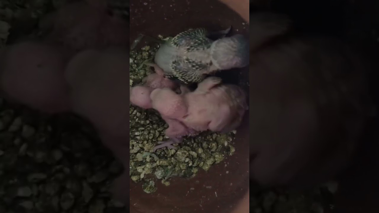 “One egg didn’t hatch, but 4 chicks are growing well 🐥💚 Here too, father’s kiwi colours shining