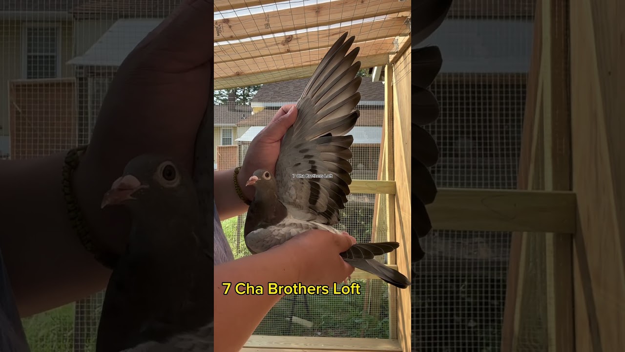 Full Sister To Cuevas Classic OLR Money Winner #pigeon #pigeonracing #racingpigeon #oneloftrace #fyp