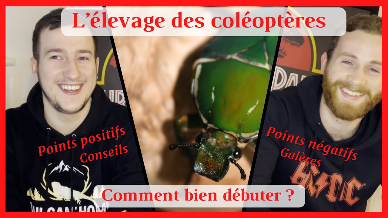 L'&Eacute;LEVAGE DES COL&Eacute;OPT&Egrave;RES ( C&Eacute;TOINE/DYNASTE/LUCANE ) - COMMENT BIEN D&Eacute;BUTER ??