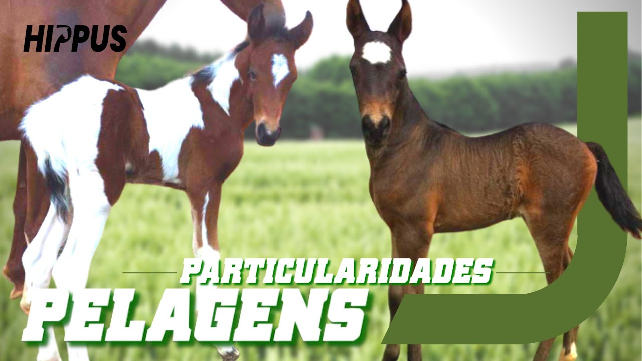 PARTICULARIDADES DAS PELAGENS - GUIA DA MEDICINA EQUINA | T01•EP 02