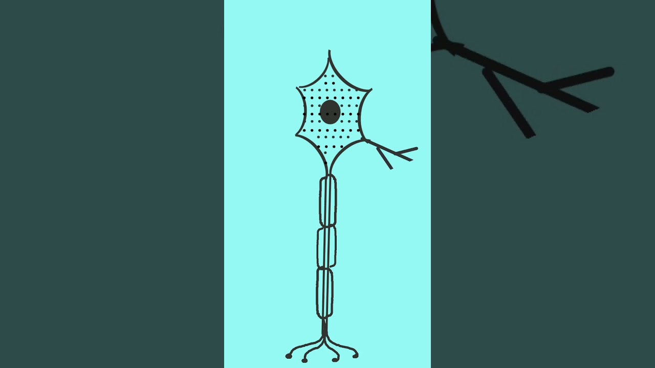 How to draw Neuron easily
